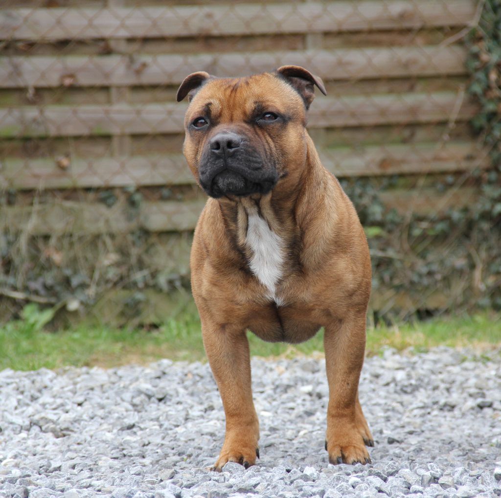 Precious red boy aka hiro Of English Stafford