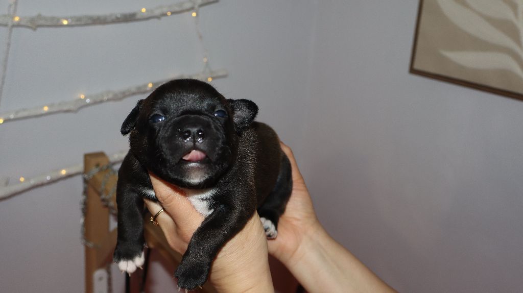 Only Him Collection - Staffordshire Bull Terrier - Portée née le 16/12/2024