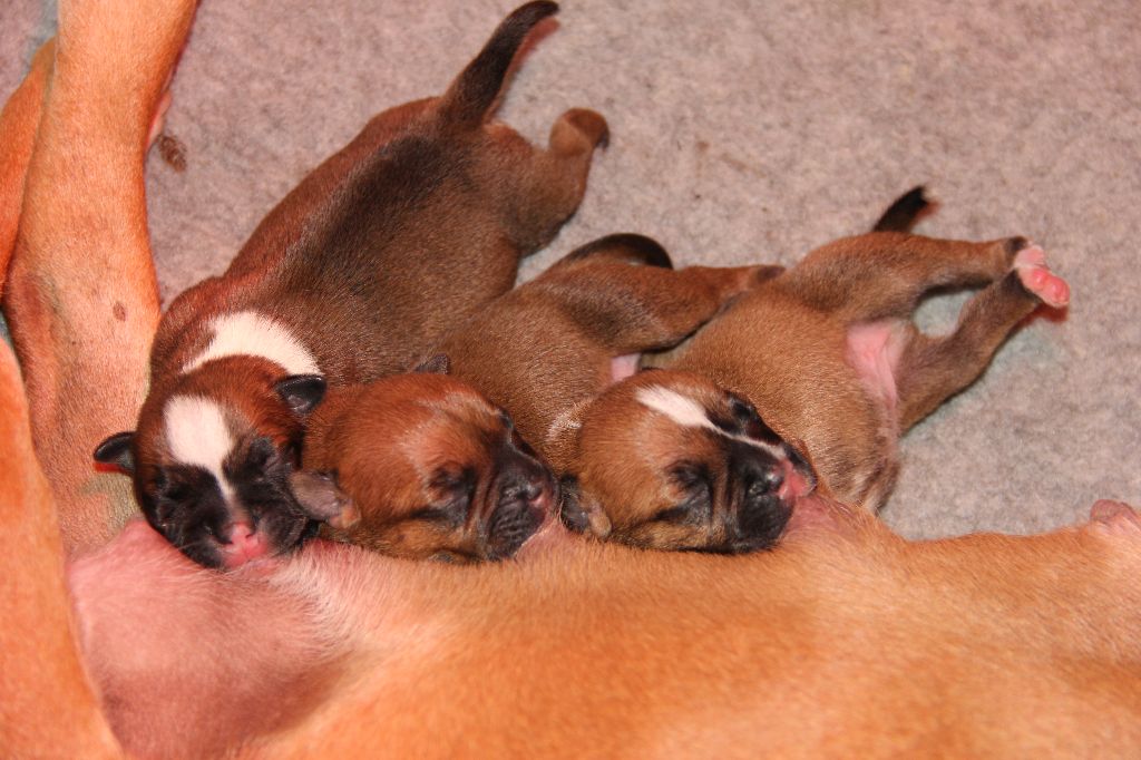 Only Him Collection - Staffordshire Bull Terrier - Portée née le 01/10/2023