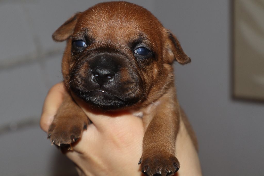 Only Him Collection - Staffordshire Bull Terrier - Portée née le 16/12/2024